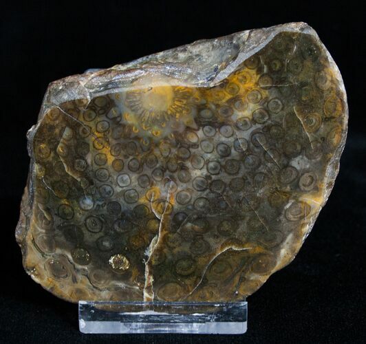 Large Osmunda Petrified Wood End Slice With Heart #3405